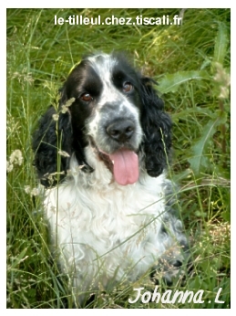 cocker spaniel