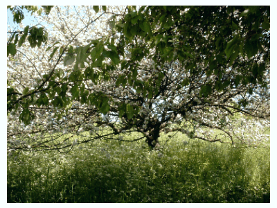 sous le pommier