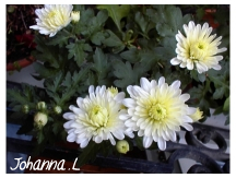 chrysantheme