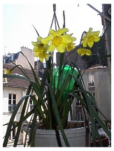 narcisse