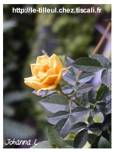 rose miniature
