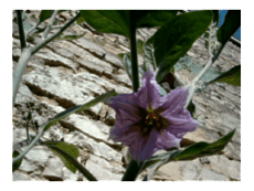 fleur d'aubergine