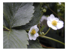 fleurs de fraises