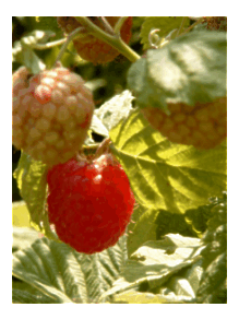 framboise