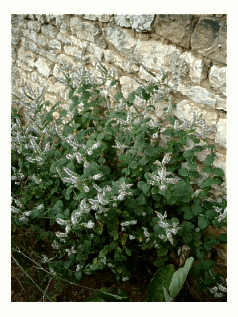 pieds de menthe