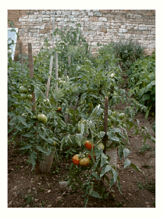 les tomates